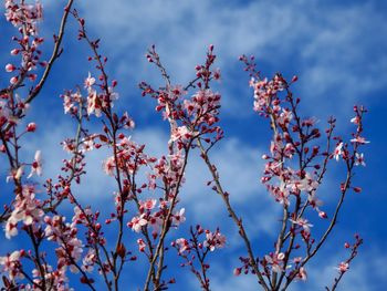 Low angle view of blooming tree against sky