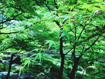 Close-up of tree in forest