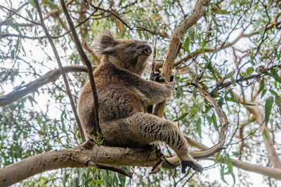 Low angle view of giraffe on tree