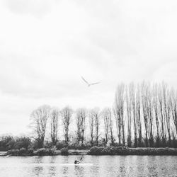 Bird flying over calm lake
