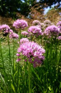 Close-up of purple flowers blooming on field