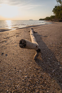 View of dog on beach