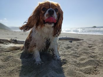 Dog on beach