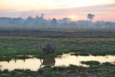 View of sheep on field during sunset