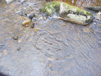 High angle view of turtle in water
