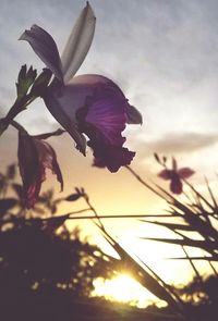 Close-up of flower against sky