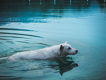 Dog swimming in lake