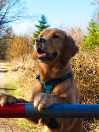 canine