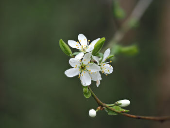 Close-up of white flower buds