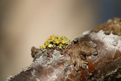 Close picture of a log with small yellow sponges.