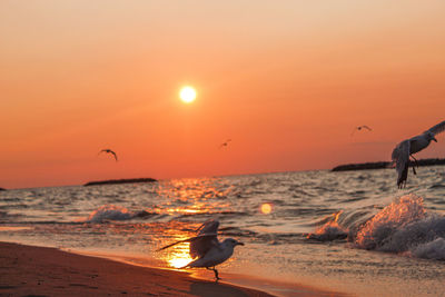 Seagulls on beach during sunset