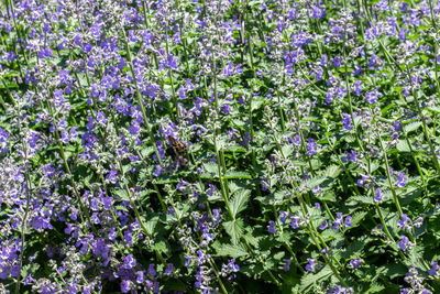 Full frame shot of purple flowering plants