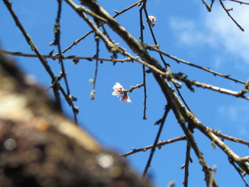 Low angle view of bee on branch against sky
