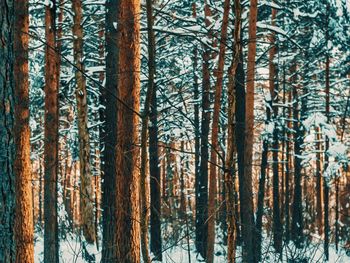 Full frame shot of trees in forest