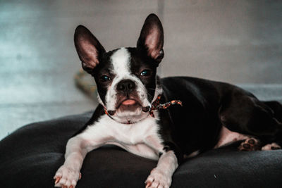 Close-up portrait of dog relaxing on floor