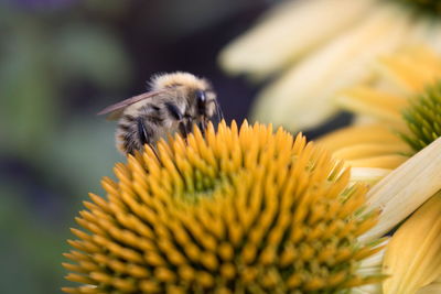 Close-up of bee on yellow flower