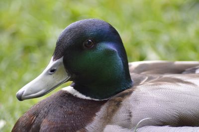 Close-up of a bird