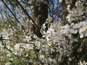 Close-up of white cherry blossoms in spring