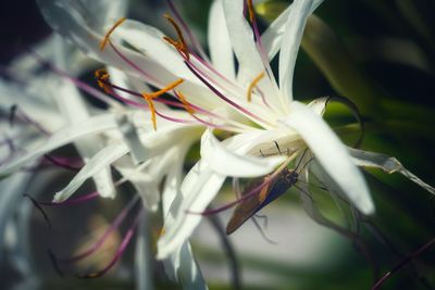 Close-up of white flowering plant