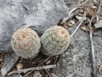 High angle view of eggs