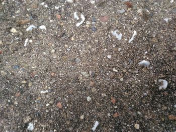 High angle view of shells on sand