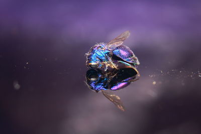 Macro shot of an insect on water