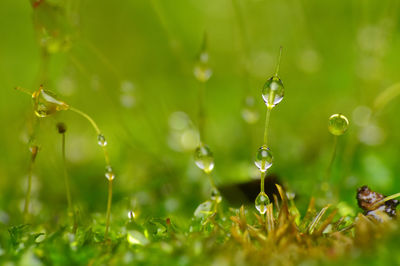 Close-up of water drops on grass