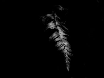 Close-up of leaf against black background