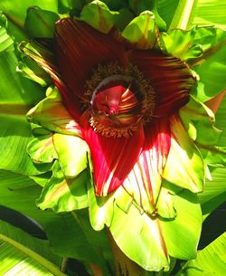 Close-up of red flower