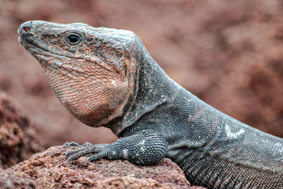 Close-up of lizard