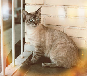 Portrait of cat sitting on floor