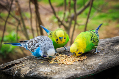 Close-up of parrot perching on wood
