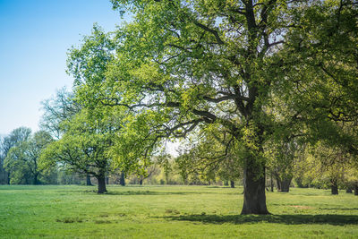 Trees in park