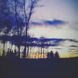 Silhouette of trees at sunset