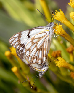 Close-up of butterfly pollinating on flower