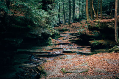 Leaves covered pathway amidst trees in forest during autumn