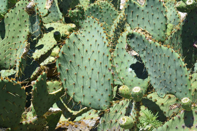 Close-up of prickly pear cactus