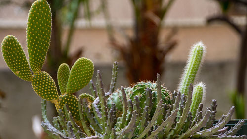 Close-up of succulent plant