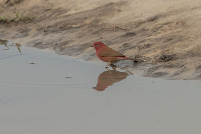High angle view of bird on beach