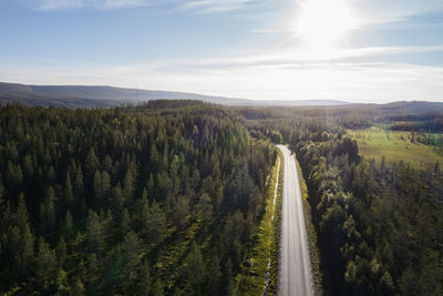 Country road going through forest