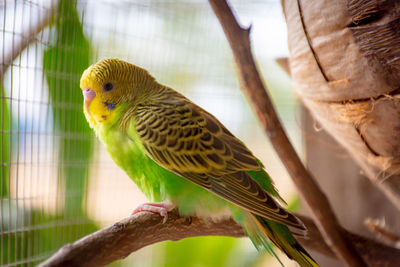 Close-up of parrot in cage