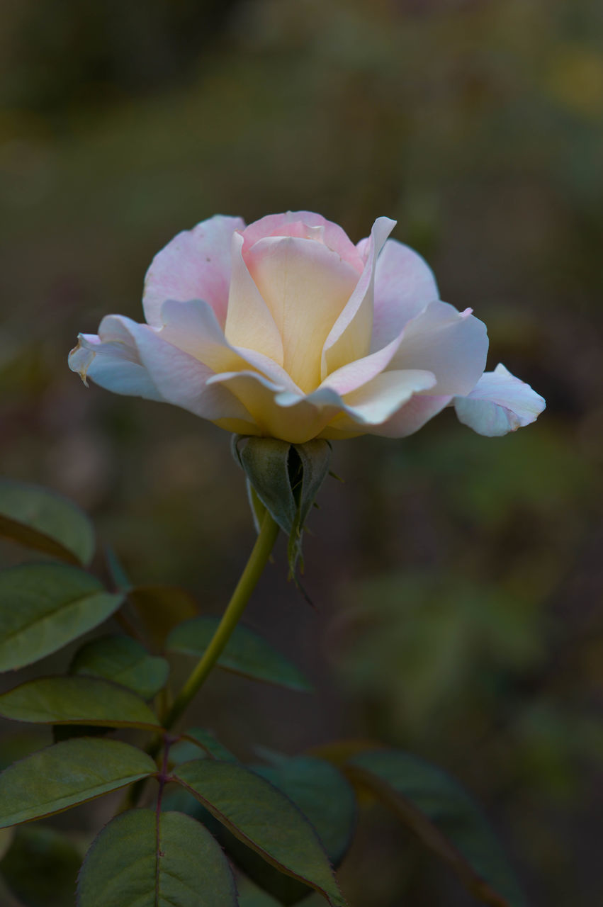 flower, flowering plant, plant, beauty in nature, freshness, petal, close-up, flower head, inflorescence, fragility, nature, blossom, rose, yellow, macro photography, leaf, growth, plant part, no people, focus on foreground, pink, outdoors, garden roses, springtime, white, plant stem
