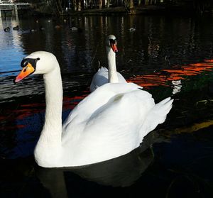 Swans swimming in lake