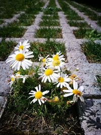 High angle view of white flowers blooming outdoors