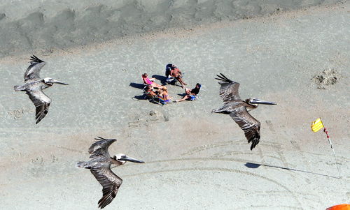 High angle view of pelicans in flight with tourists in background on beach