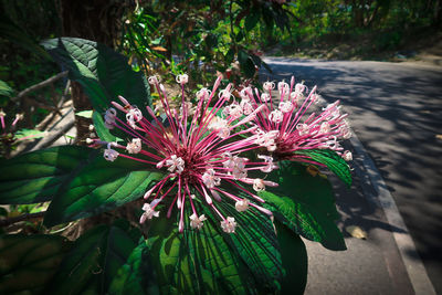 Close-up of pink flowering plant