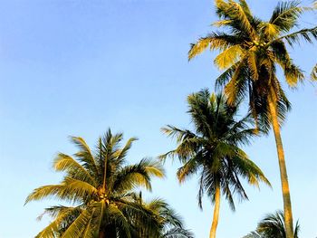 Low angle view of palm trees against clear sky