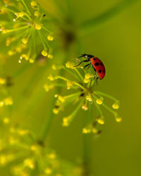 Close-up of ladybug on flower