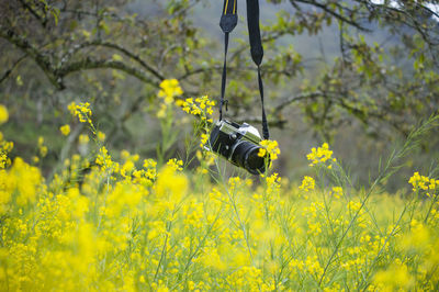 Yellow flowers on field