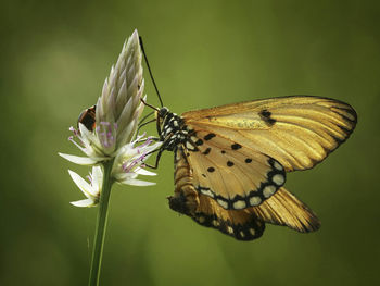 Butterfly on flower